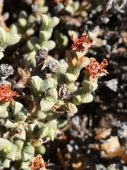 Schlechteranthus albiflorus