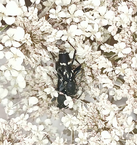 Chlorophorus pelleteri