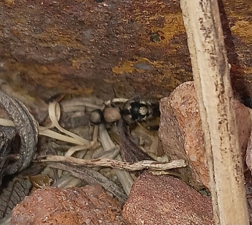 Ronisia ghilianii
