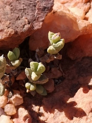 Schlechteranthus albiflorus