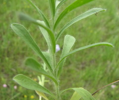 Linum hirsutum