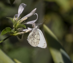 Dixeia charina