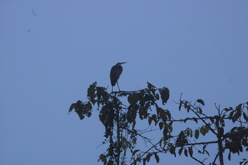 iNaturalist image