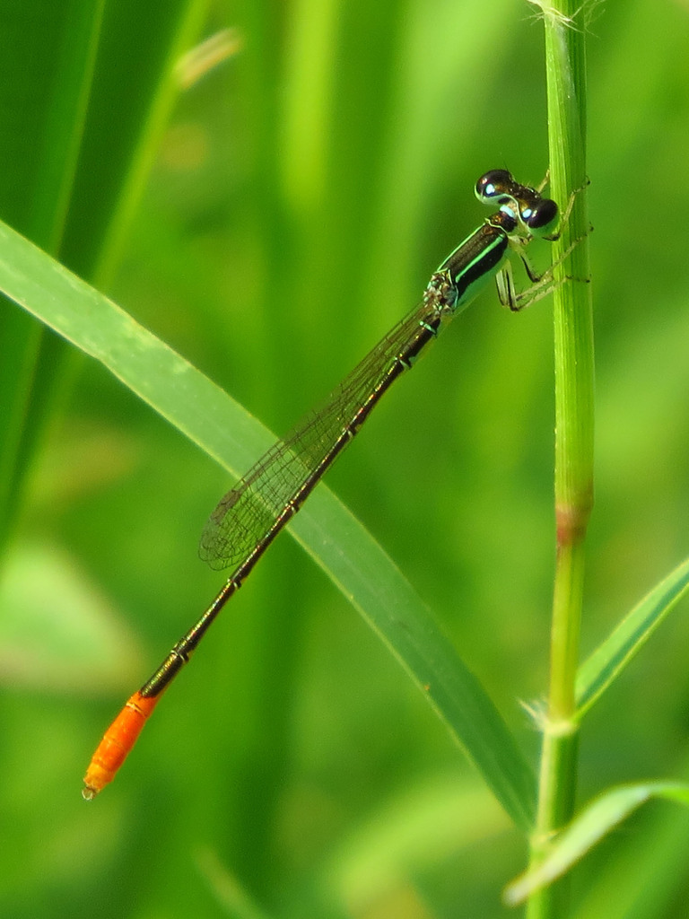 marsh wisp