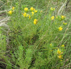 Chamaecytisus austriacus
