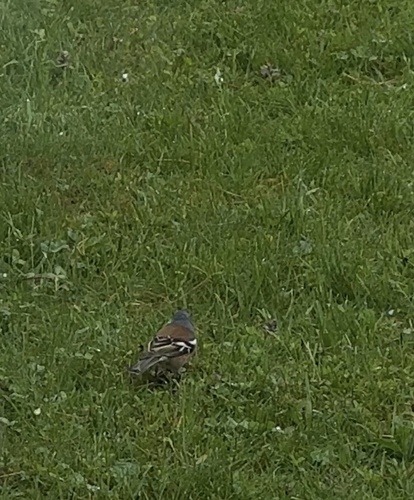 Common Chaffinch