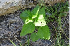Lamium hybridum