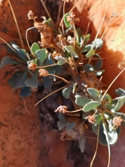 Othonna euphorbioides