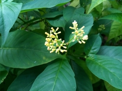 Palicourea pubescens