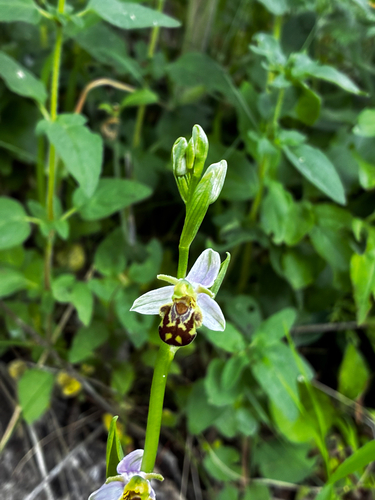Bee Orchid