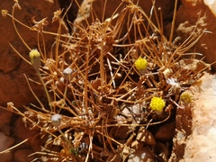 Othonna euphorbioides