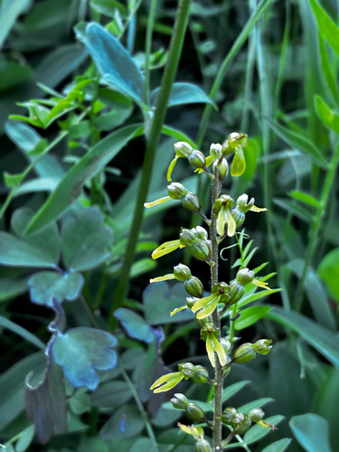 Common Twayblade