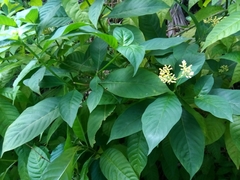 Palicourea pubescens