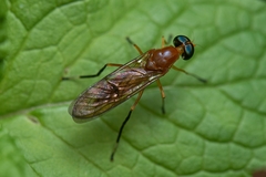 Ptecticus testaceus