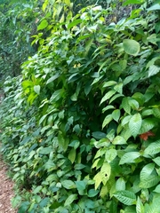 Palicourea pubescens