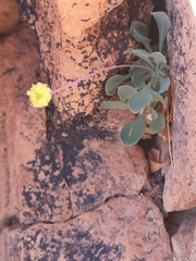 Othonna euphorbioides