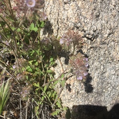 Phacelia cryptantha