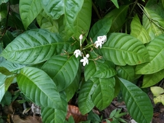 Palicourea domingensis