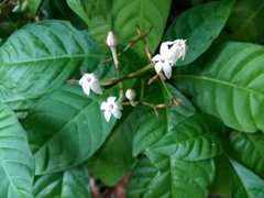 Palicourea domingensis