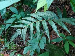 Goniopteris tetragona