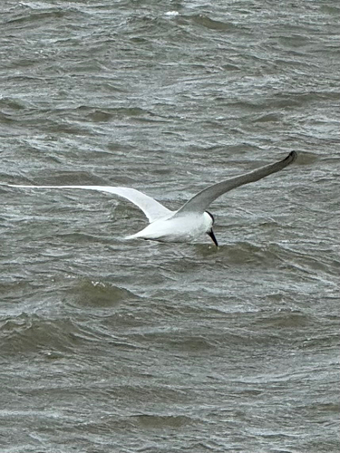 iNaturalist image