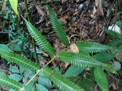 Goniopteris tetragona
