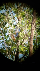 Platycercus venustus