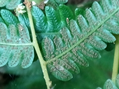 Goniopteris tetragona