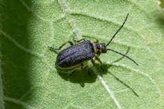 Trirhabda sericotrachyla