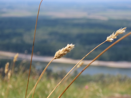 Sesleria sadleriana, 2026-05-25
