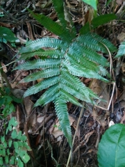 Goniopteris tetragona