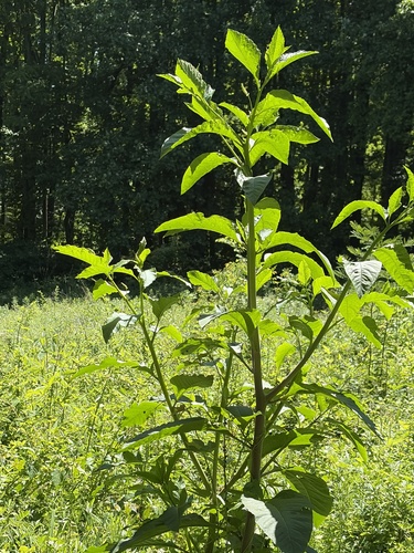 American pokeweed