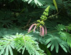Calliandra houstoniana calothyrsus
