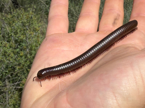 Desert Millipede