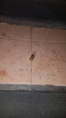 Macrotristria intersecta