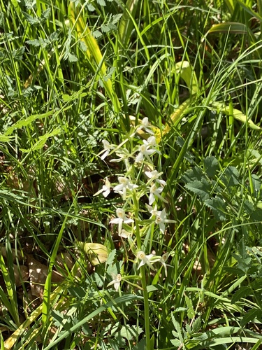 Lesser butterfly-orchid