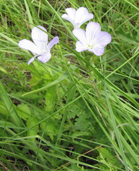 Linum hirsutum