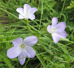 Linum hirsutum