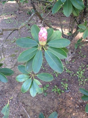 Rhododendron macrophyllum