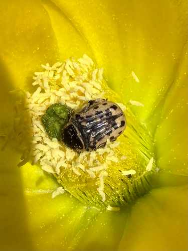 Kern's Flower Scarab