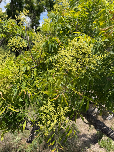 Western Soapberry