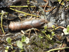 Procambarus gracilis