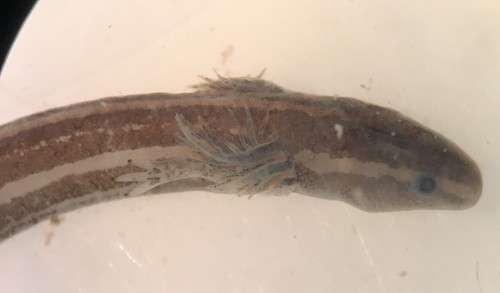 Pseudobranchus image