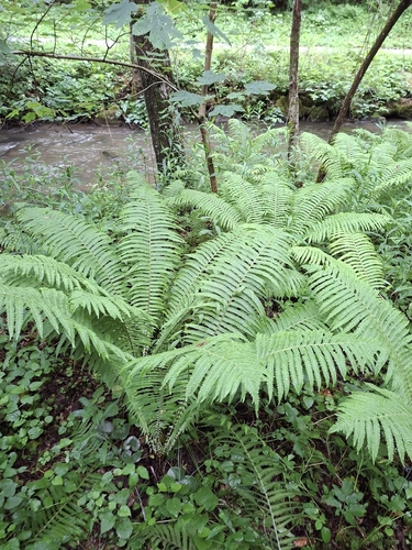 ostrich fern