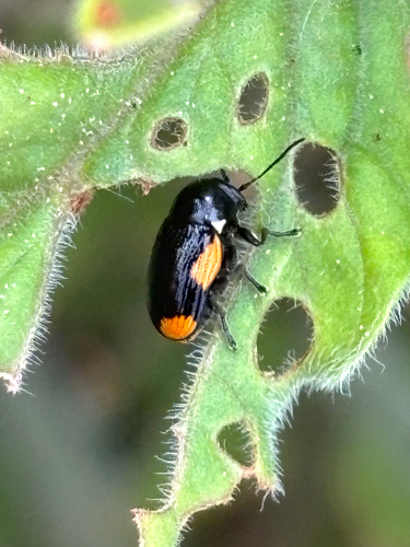 hypericum pot beetle