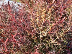Leptospermum obovatum