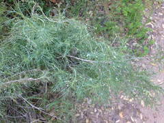 Aceria paracalifornica