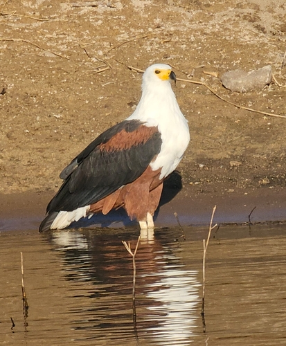 iNaturalist image