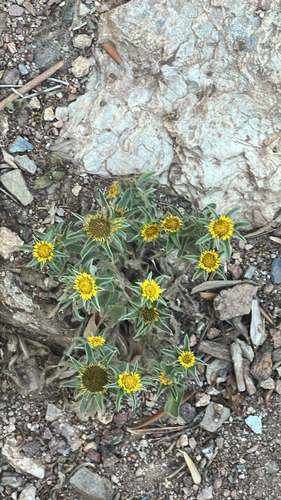 Spiny Starwort