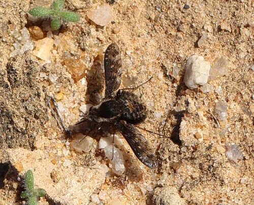 Triplasius namaquensis